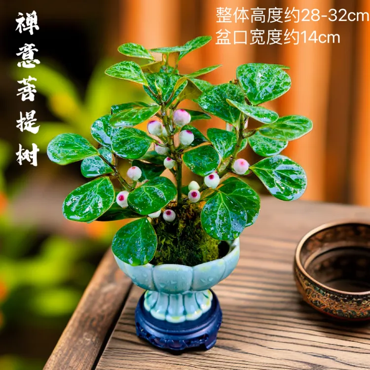 小盼菩提树带花盆室内苔藓球微景观绿植盆栽水培植物禅意结果好养