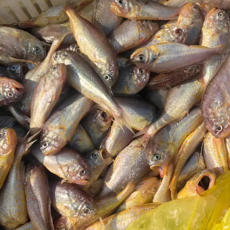 野生大头宝【梅童鱼】一斤16—20条3斤顺丰包邮【小鱼介意慎拍】