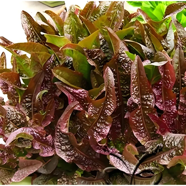 红油麦菜苗种子四季播青菜种籽仔阳台菜籽盆栽籽种蔬菜孑春季大全