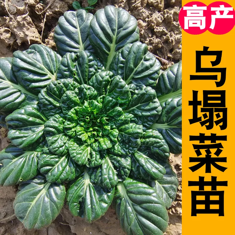 乌塌菜苗子 特耐寒越冬蔬菜小八叶黄心塌菜种籽秋冬菊花菜种子