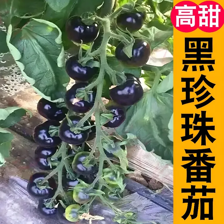 黑珍珠番茄苗 高产春播西红柿苗黑色蔬菜苗秧苗阳台盆栽