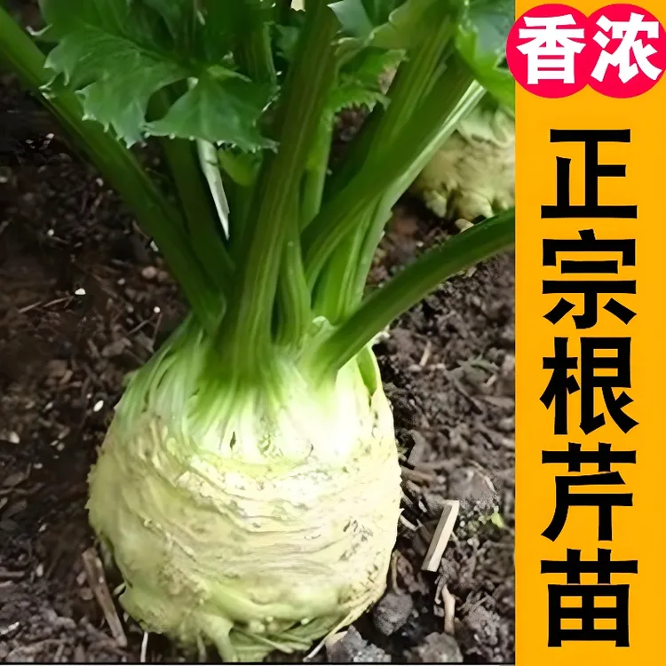 地中海根芹苗 根芹疙瘩 红白芹西芹香芹秧苗南北方阳台盆栽种蔬菜