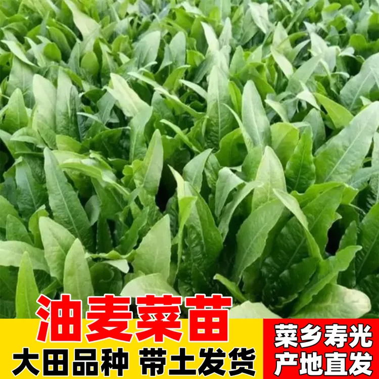 油麦菜苗种子四季播青菜种籽仔阳台菜籽盆栽籽种蔬菜孑春季大全