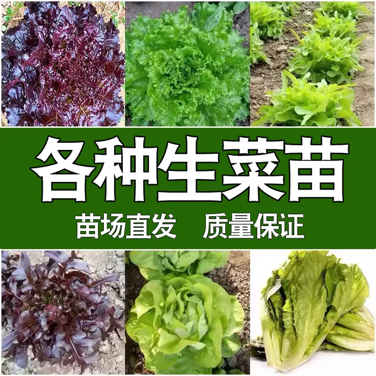 【直播专享】各种生菜苗 蔬菜苗青紫叶冈山速生绿紫雀奶油菊苣苗秧
