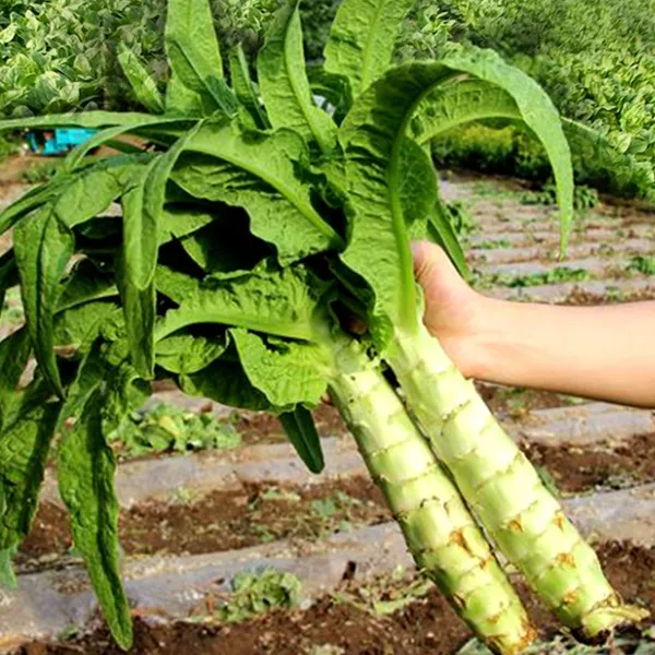 香脆绿莴笋苗 红莴苣种子莴苣菜种籽四季蔬菜种孑莴笋种籽四季