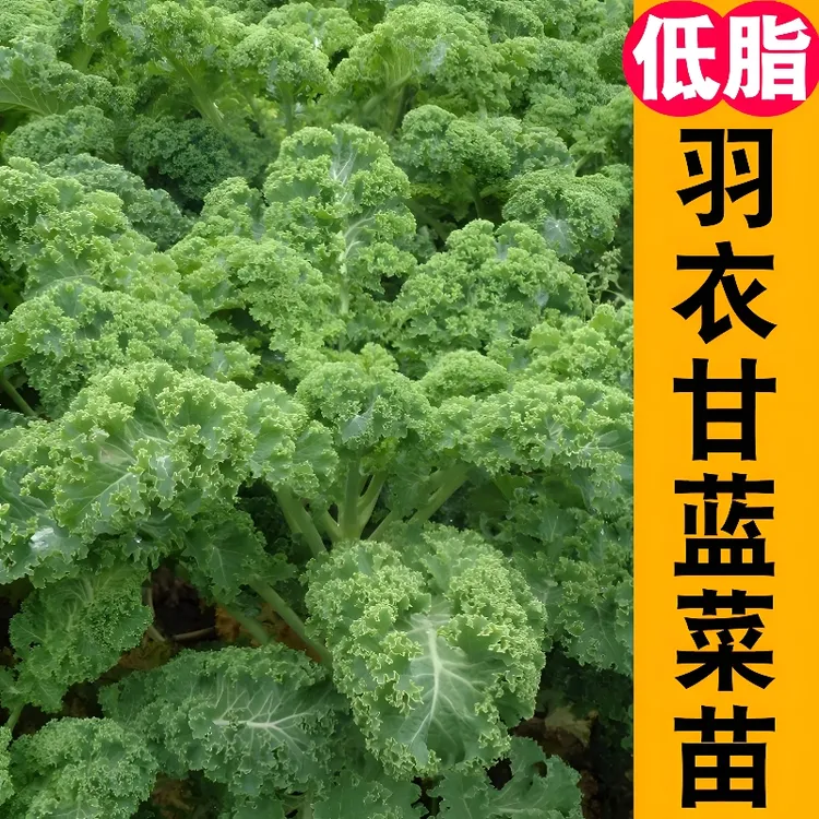 绿羽衣甘蓝苗秧营养新势力绿紫粉羽叶阳台盆栽大田四季蔬菜苗
