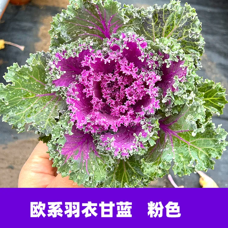 【盆栽绿植】粉羽衣甘蓝苗盆栽绿紫粉羽叶阳台盆栽大田四季蔬菜苗