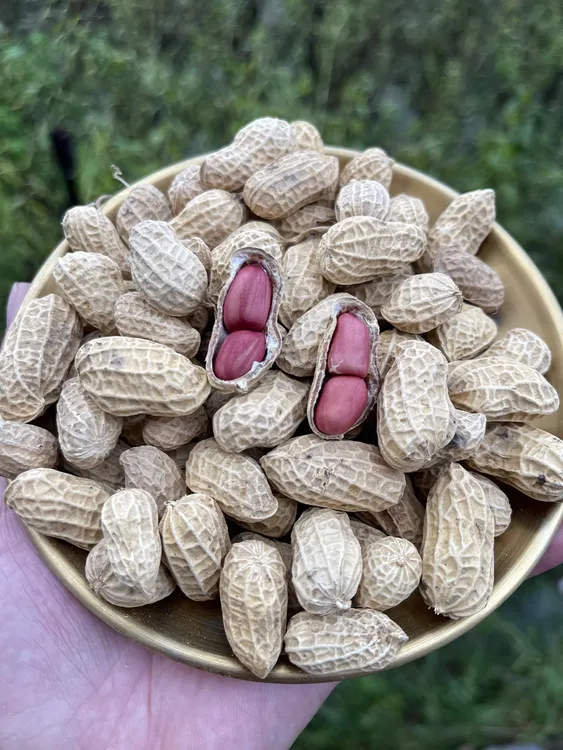 高州农村本地晒干花生红皮小豆花生（干花生）