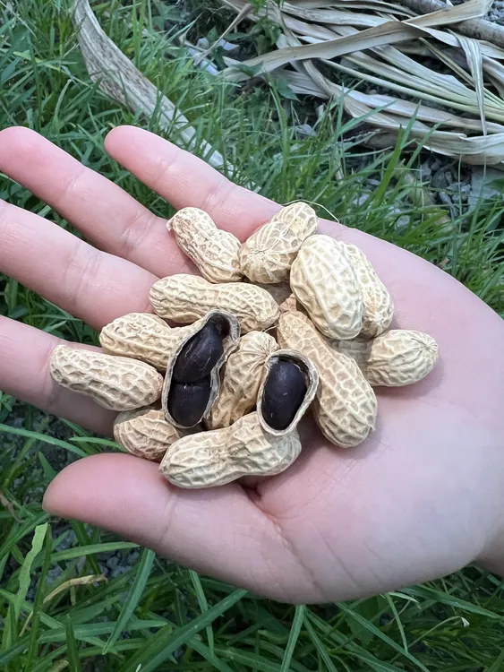 2025年高州本地黑皮花生黑花生带壳晒干新鲜包邮