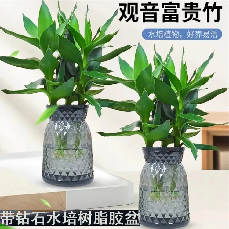 【拍一发二】观音竹富贵竹水培植物盆栽室内绿植简单好养带树脂盆