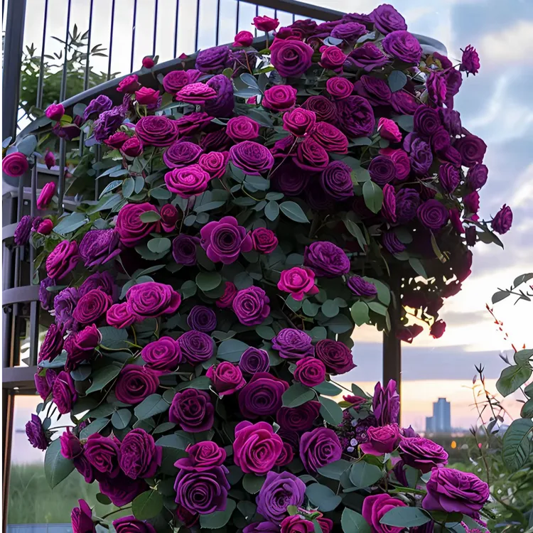 蔷薇花苗老桩特大花爬藤月季玫瑰室内外阳台种植四季好养耐热耐寒