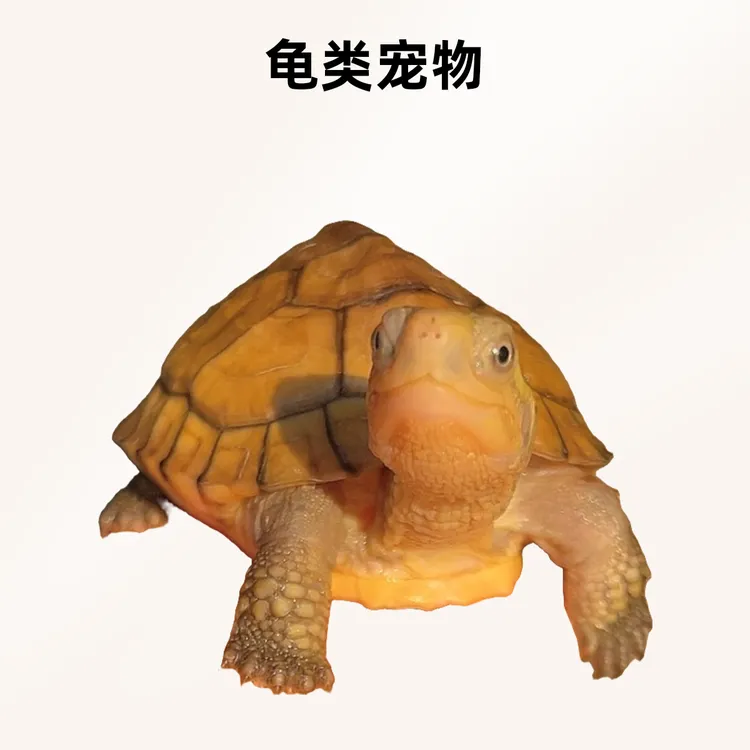 观赏龟黄喉龟半水龟小青龟宠物龟