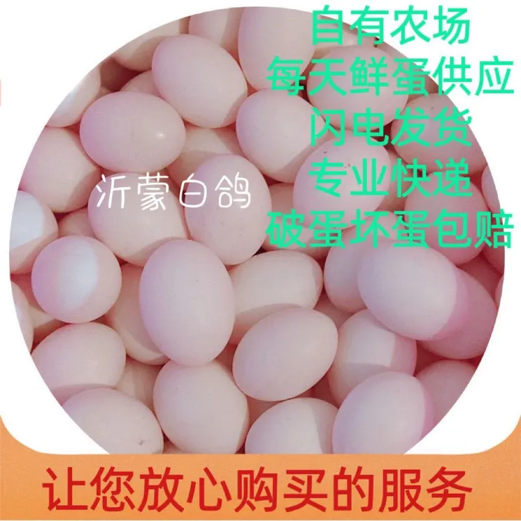 【顺丰包邮】沂蒙山农家杂粮喂养新鲜鸽子蛋（30枚）单枚18～22克