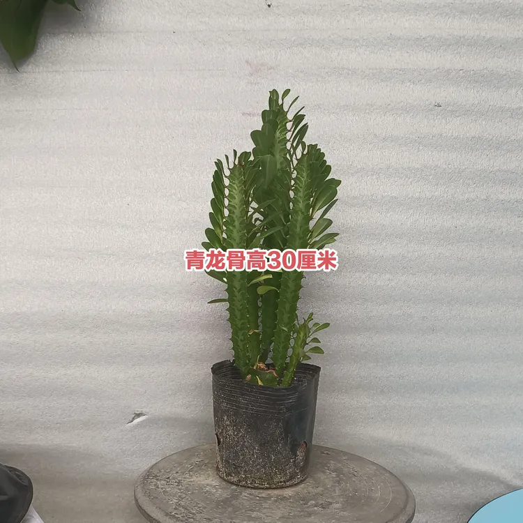 主播推荐青龙骨花卉绿植零下5度以上可随时发货