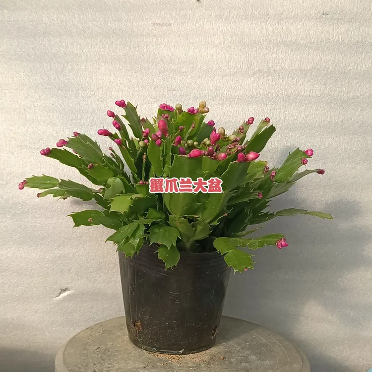 主播推荐蟹爪兰花卉带花零下5度以上可随时发货