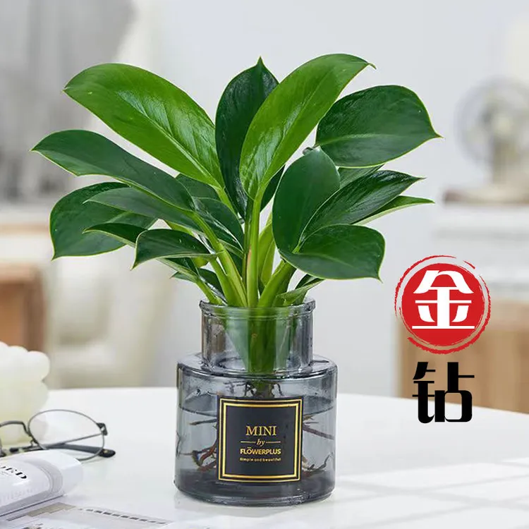 绿公主盆栽植物金钻办公室内好养四季常青水培花卉桌面绿植花