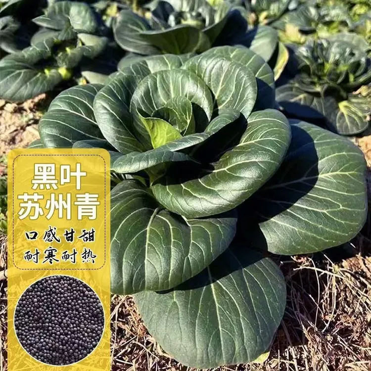【今年新种】四季矮脚黑叶苏州青种子软糯香甜青梗青菜种子阳台盆栽