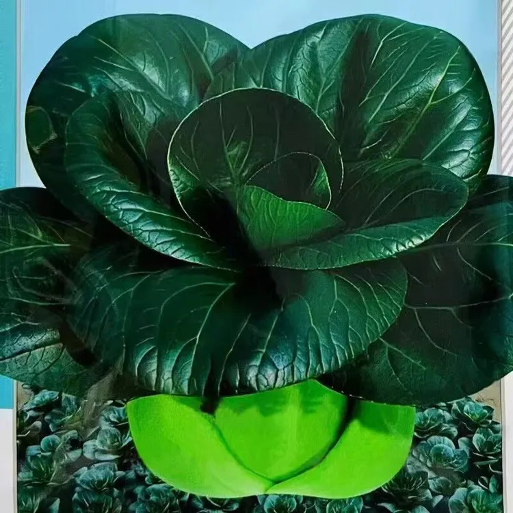矮脚黑叶苏州青上海青青梗菜种黑叶油菜秋季耐寒阳台盆栽蔬菜种子