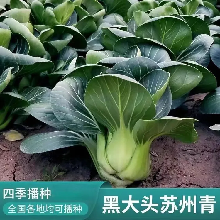 四季黑叶苏州青种子软糯香甜青梗矮脚小青菜种子阳台盆栽蔬菜种子