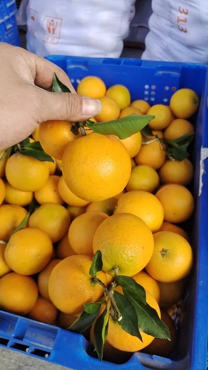 麻阳富硒冰糖橙（中大果）尝鲜价