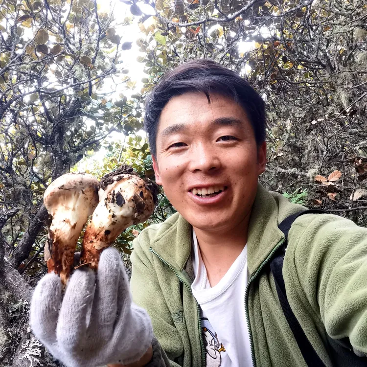 新鲜小金松茸 0.5斤/1斤/2斤 源头产地直发顺丰直达
尾期最后几天