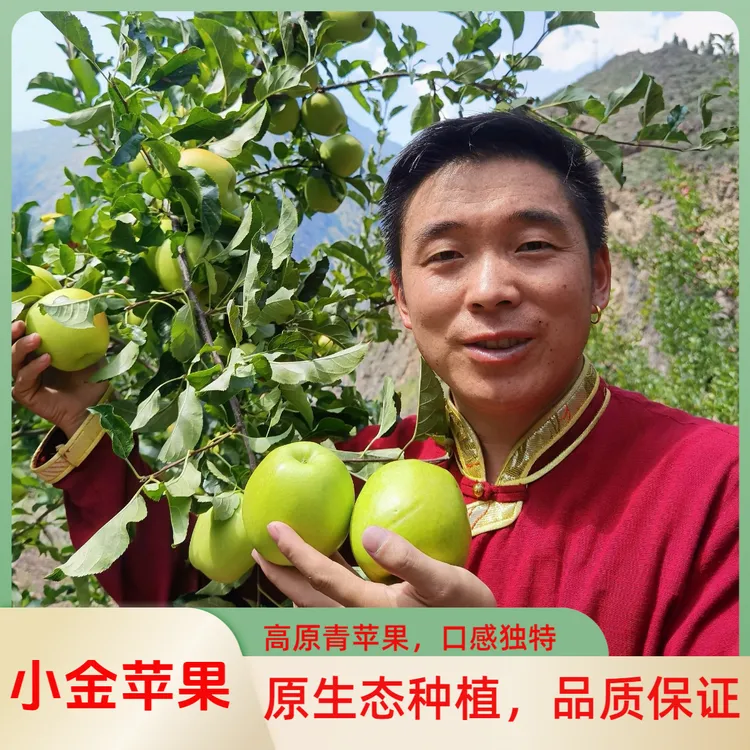 嘉绒阿斌【顺丰发货】小金青苹果皮薄多汁24个6-10斤礼盒装现摘现发
