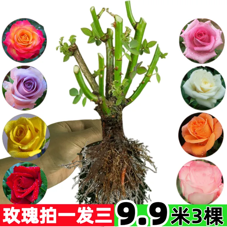 玫瑰花苗切花玫瑰大花四季种植阳台盆栽庭院地栽花苗混色星花怒放