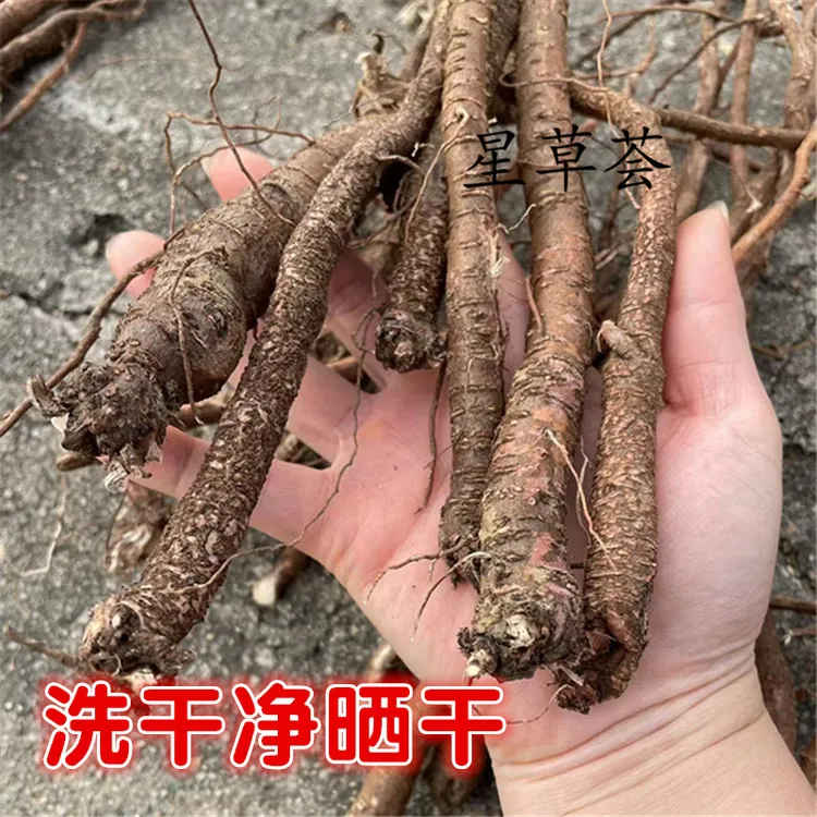【深坑特产】新鲜深山小叶红皮根茎千斤拔晒干一根茎干货