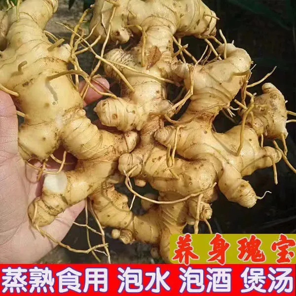 老虎姜，鸡头老虎姜，炖汤炖肉火锅