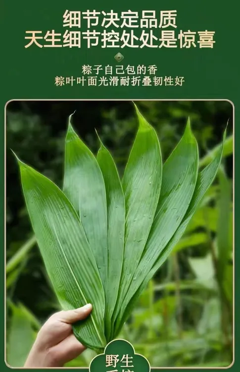 【顺丰包邮】江西粽叶深山粽叶现摘现发无添加剂非水煮大号叶