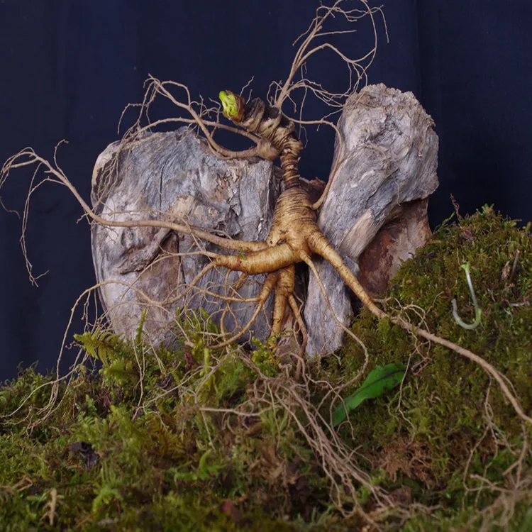 长白山人参正宗东北人参林下参老山参带土新鲜人参