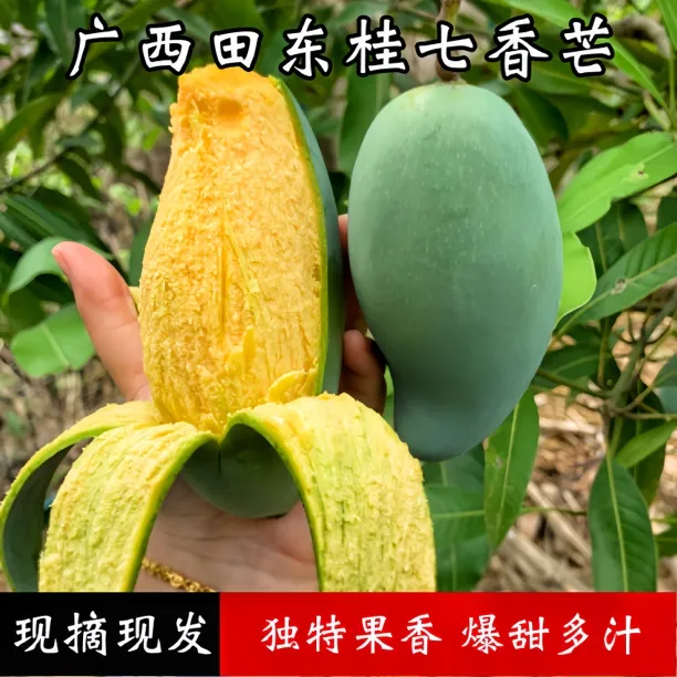 西施【需催熟变软吃】广西百色田东桂七香芒芒果香甜新鲜5斤9斤