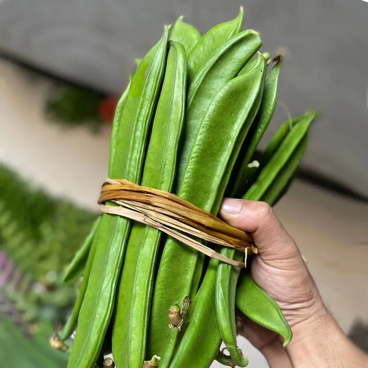 湖南衡阳本地老品种新鲜刀豆做咸菜泡菜腌菜凉拌菜原料当季蔬菜
