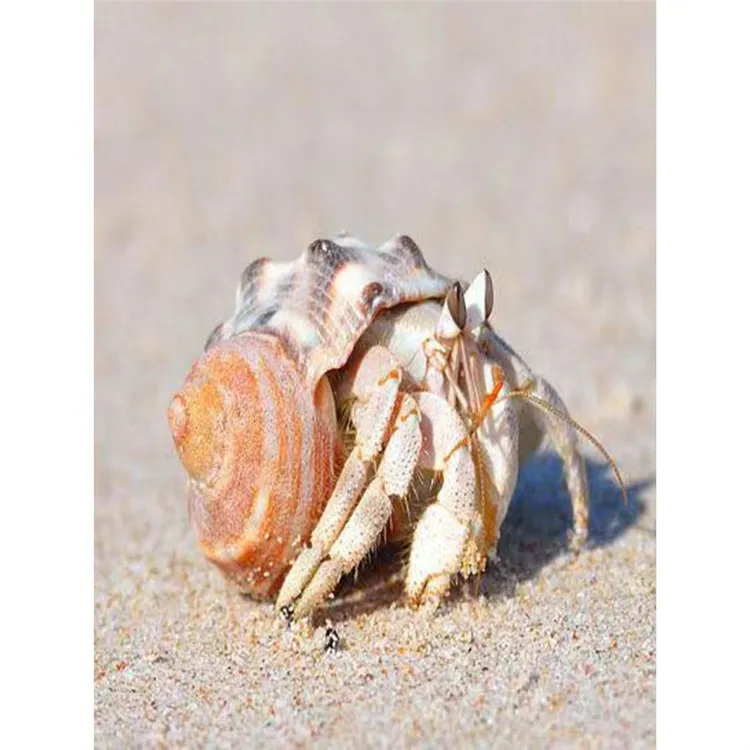 陆生寄居蟹宠物灰白深紫黑莓短腕寄居蟹可爱好养活