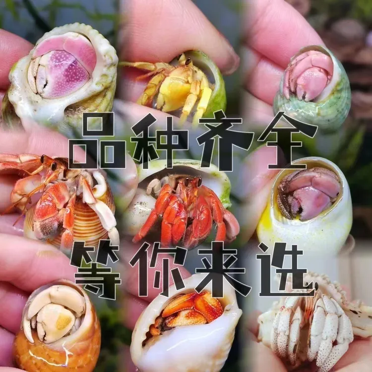 懒人萌宠寄居蟹好养陆生干净小朋友宠物（随机发）