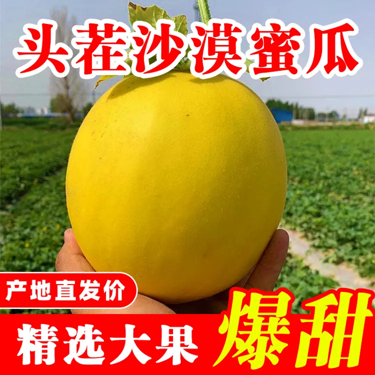 正宗黄河蜜瓜夏季甜瓜甜蜜多汁 新鲜孕妇水果脆甜黄白肉随机发货