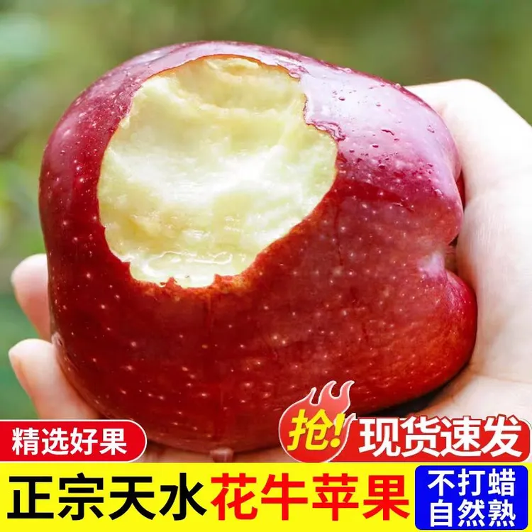 甘肃天水花牛苹果新鲜水果粉面香甜宝宝脆甜原产地发货快递多汁
