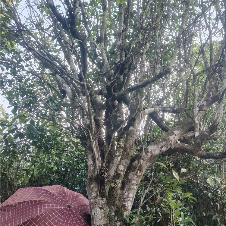 荒野单株级森林茶2025明前古树野放单株普洱半斤生茶春茶 野韵 