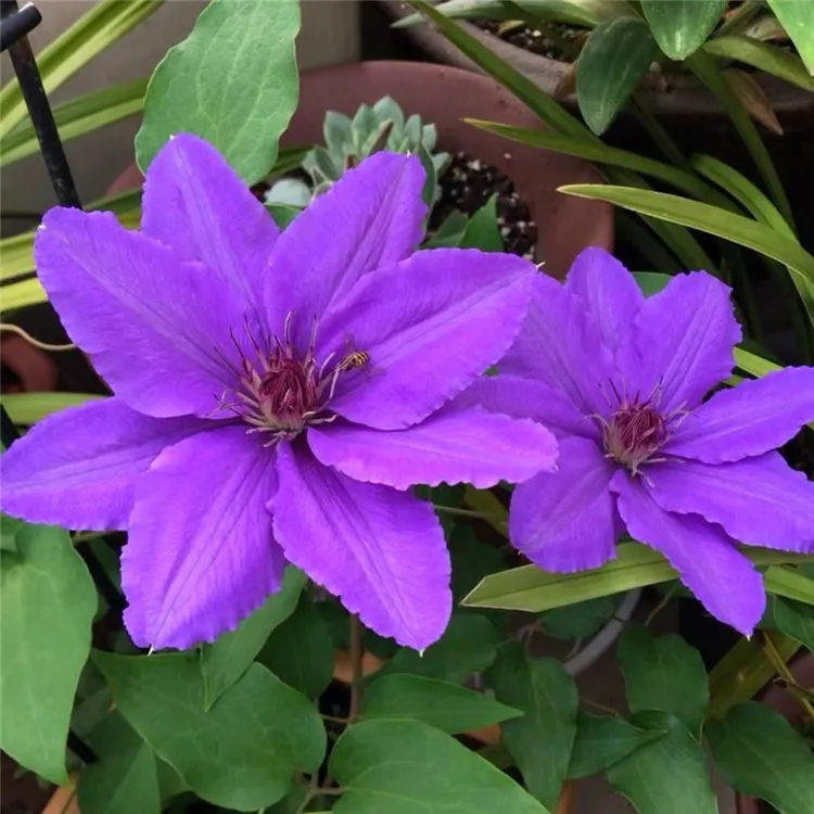 【巴黎风情】铁线莲重瓣爬藤花苗攀援庭院花卉盆栽地栽观花植物室内