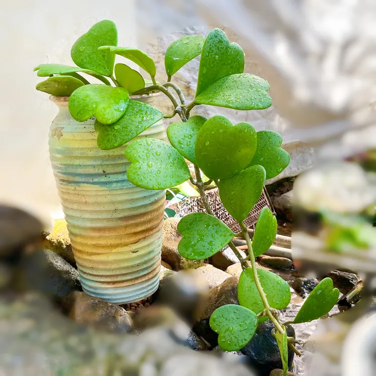 室内种植心叶球兰水培植物客厅净化空气夏季盆栽花卉垂吊植物七夕