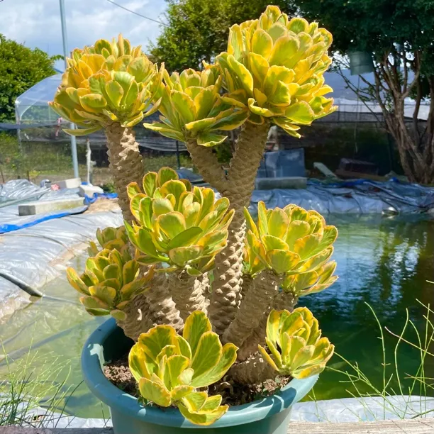 扇贝麒麟锦多肉老桩阳台盆景庭院景观植物仙人掌室外绿植耐热夏季