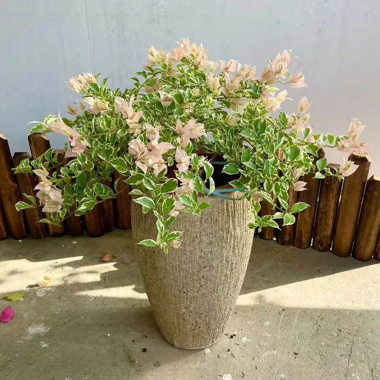 少女心三角梅中号盆栽带原盆土发户外植物耐热植物庭院阳台盆栽