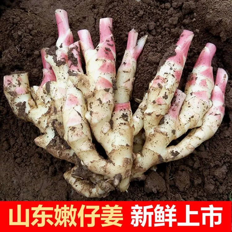 【申大哥夫妇推荐 】山东新鲜嫩姜大仔姜子姜农家自种现挖红芽嫩姜