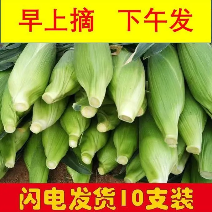 贵州断桥糯玉米白糯玉米新鲜发货带壳糯玉米2斤5斤