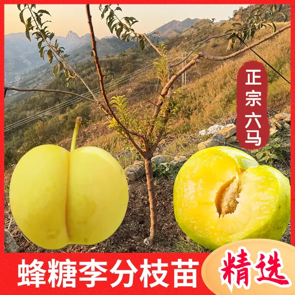 【正宗六马蜂糖李子树一年苗】贵州镇宁六马原产地蜂糖李一代嫁接苗