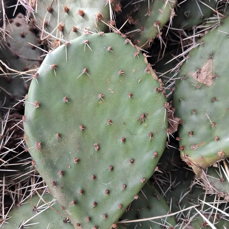 老墙头仙人掌，修罗仙人掌，耐干耐寒易成活