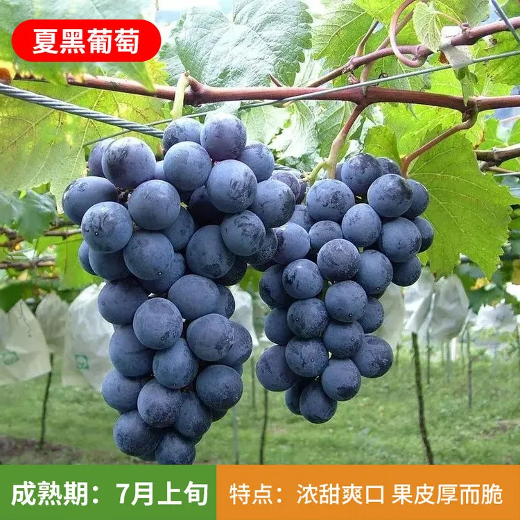 葡萄树苗盆栽地栽庭院阳台南北方种植巨峰夏黑阳光玫瑰蓝宝石果树