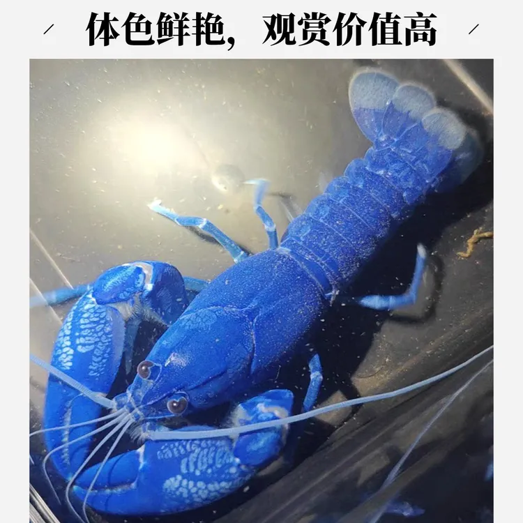 天空蓝魔观赏鳌虾淡水鱼缸观赏虾五彩鳌虾虾活龙虾蓝龙虾观赏虾