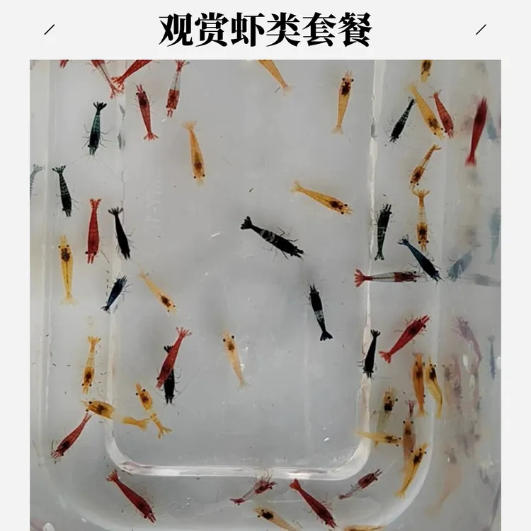 观赏虾米虾套餐宠物工具虾淡水极火蓝宝石香吉士琉璃樱花虾观赏虾