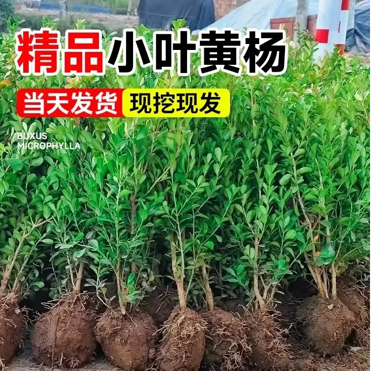 小叶黄杨苗瓜子黄杨球苗庭院篱笆绿化独杆黄杨树苗大叶黄杨冬青苗